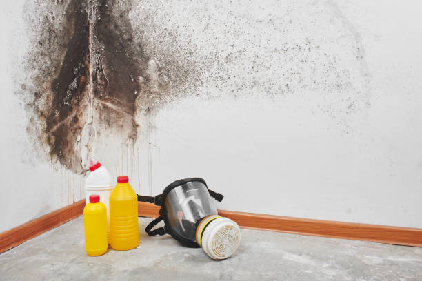 Best Mold Remediation Services  in Aptos, CA