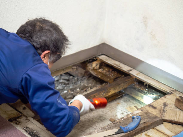 Aptos, CA Mold Removal Company
