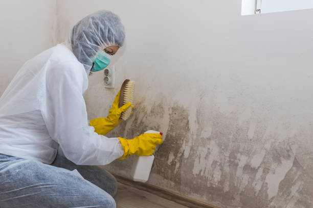 Best Black Mold Removal  in Aptos, CA