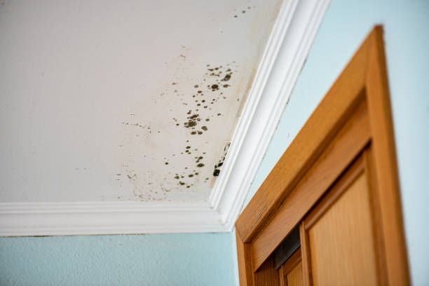 Best Same-Day Mold Removal  in Aptos, CA