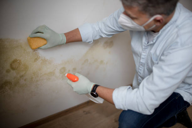 Best Emergency Mold Removal  in Aptos, CA