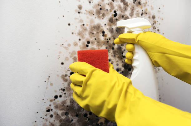 Best Local Mold Removal Service  in Aptos, CA