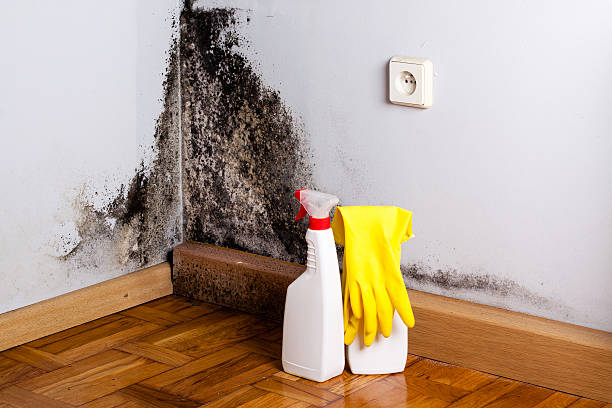 Best Toxic Mold Removal  in Aptos, CA