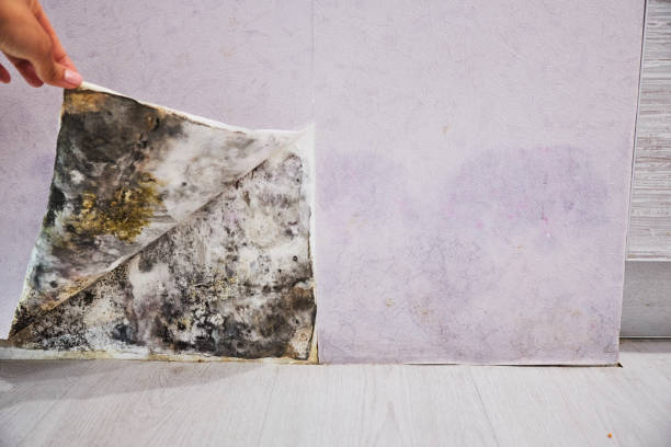 Best Water Damage Restoration  in Aptos, CA